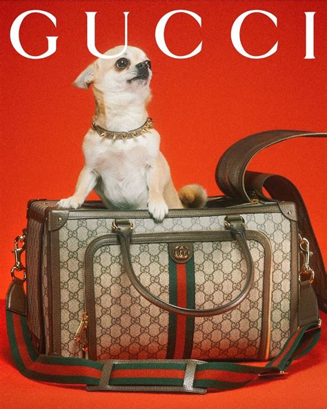 gucci pet origineel|Gucci pet collection.